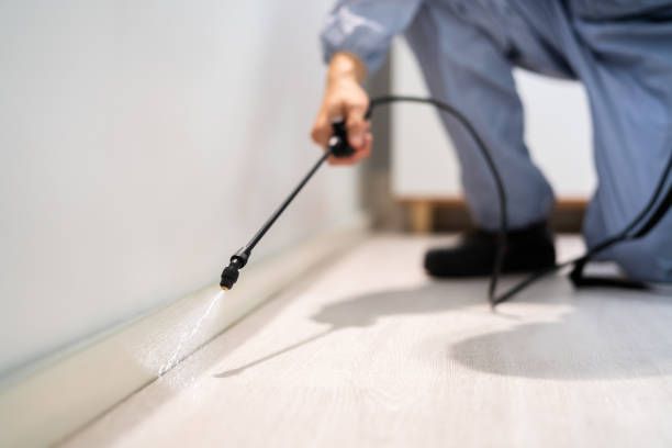 Best Ant Control Services  in Hallettsville, TX