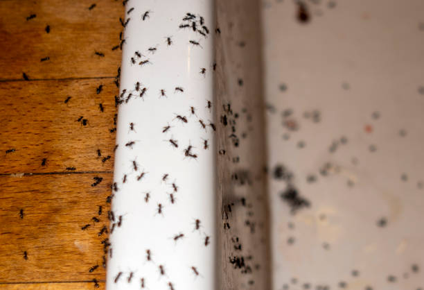 Best Wasp Removal Services  in Hallettsville, TX