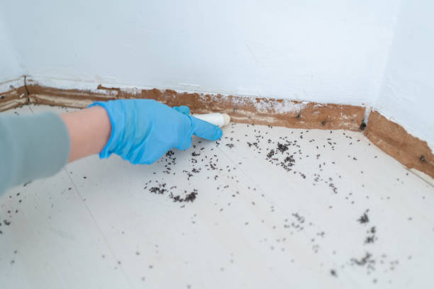 Best Wildlife Control Services  in Hallettsville, TX